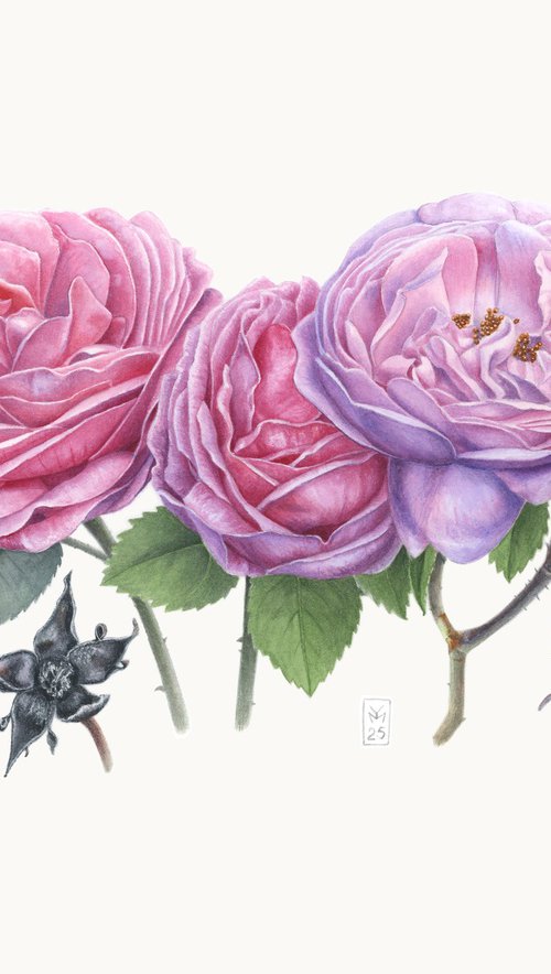 Garden Roses by Yuliia Moiseieva