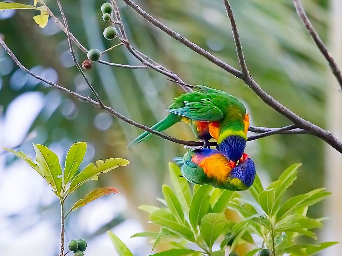 Birds - The Vampire Lorikeet, Cairns, Queensland, Australia by MBK Wildlife Photography