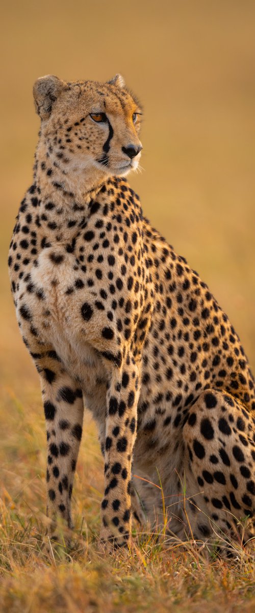 Cheetahs Never Win by Nick Dale