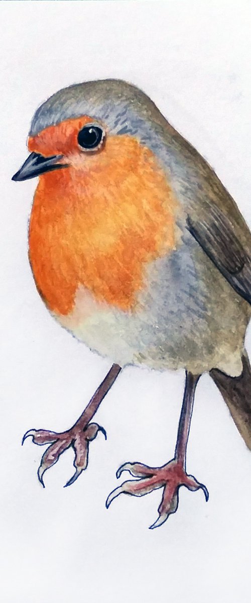 Robin in watercolours by Carolynne Coulson