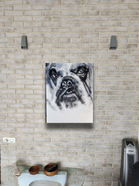 The portrait of English Bulldog