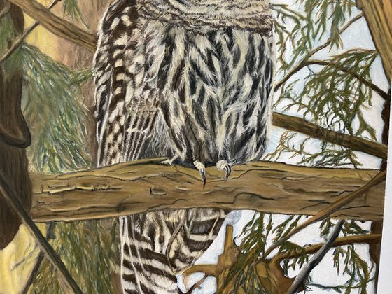 Barred Owl