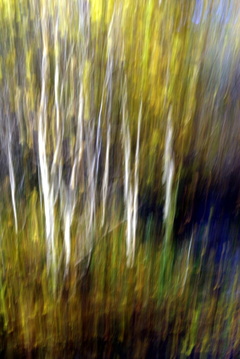 Silver Birches, impressionist trees in woodland landscape by oconnart