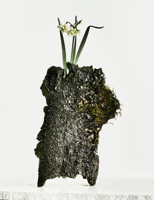 White Light#028- Narcissus, Tree bark- by Keiichiro Muramatsu