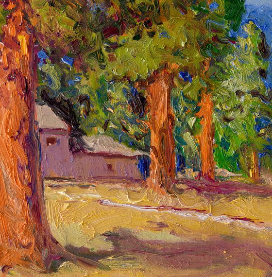 Sequoia Forest, Sunny Day