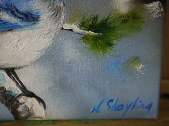 Bright Blue Jay in Pine Tree