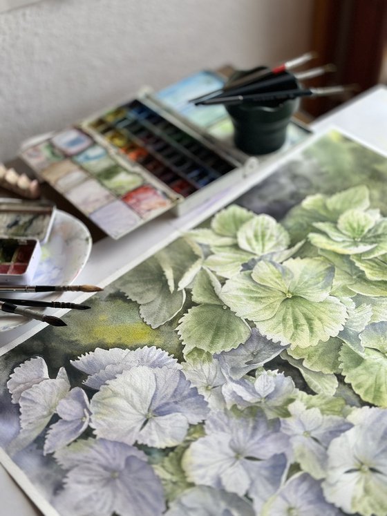 Green hydrangeas