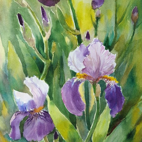 Grace of iris