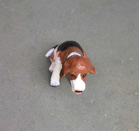 Head Turning Beagle