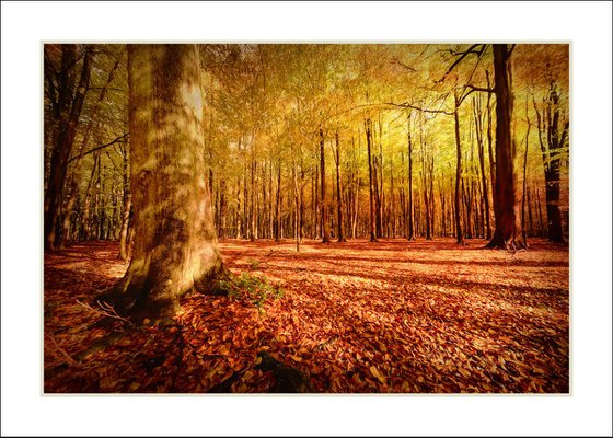 Autumn Woodland...