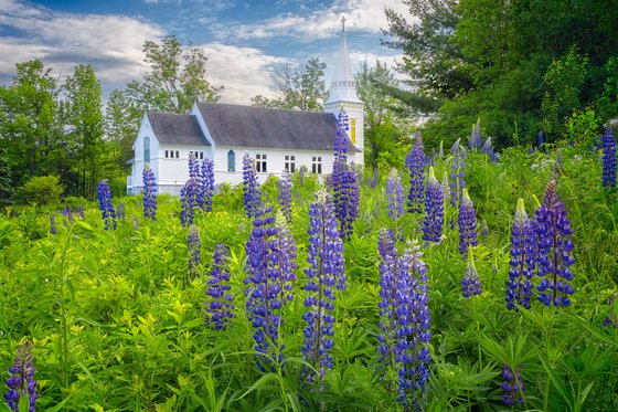 Lupines at Saint Matthews