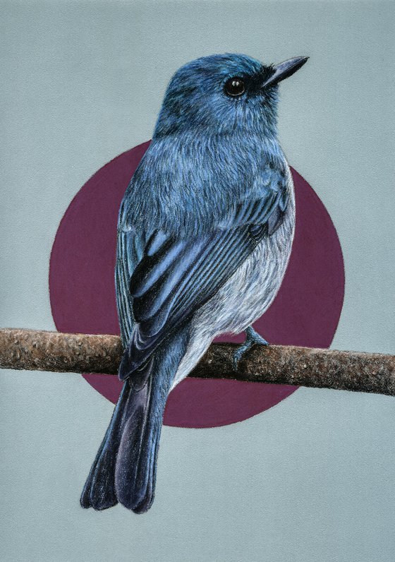 Original pastel drawing bird "Dull-blue flycatcher"