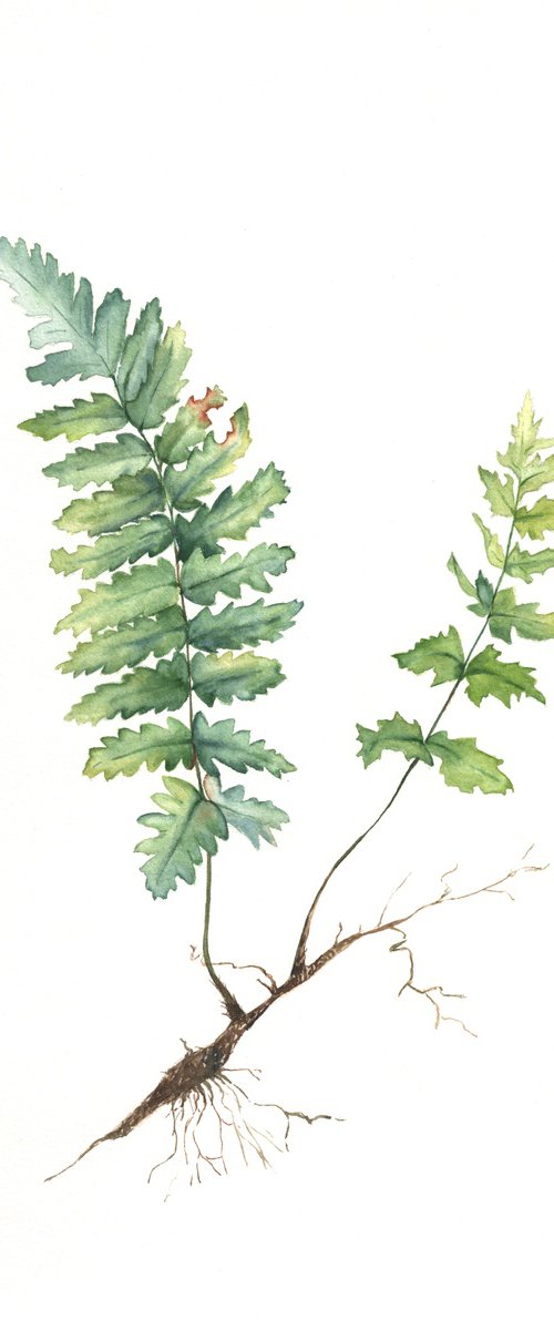 Fern by Maryna Boiko