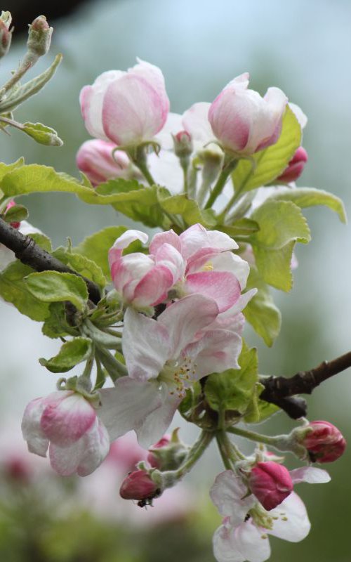 Apple in bloom by Sonja  Čvorović