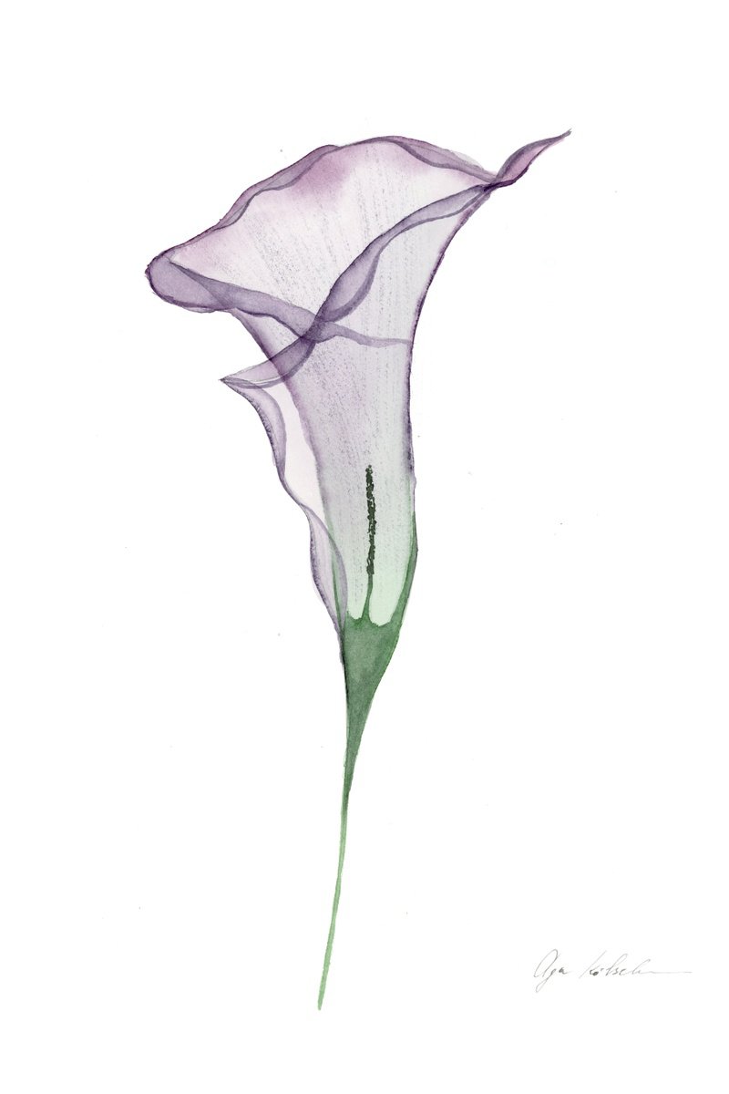 Illustrative Botanical Watercolour By Olga Koelsch, 7 X 10", Transparent Calla Lily, Original Artwork