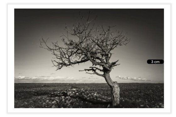 Arbre dans la steppe