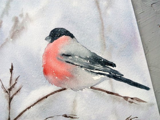 Bullfinch \ Winter Bird