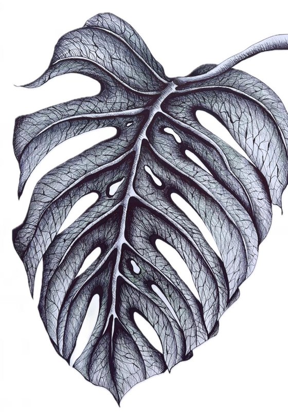 SINGLE MONSTERA LEAF