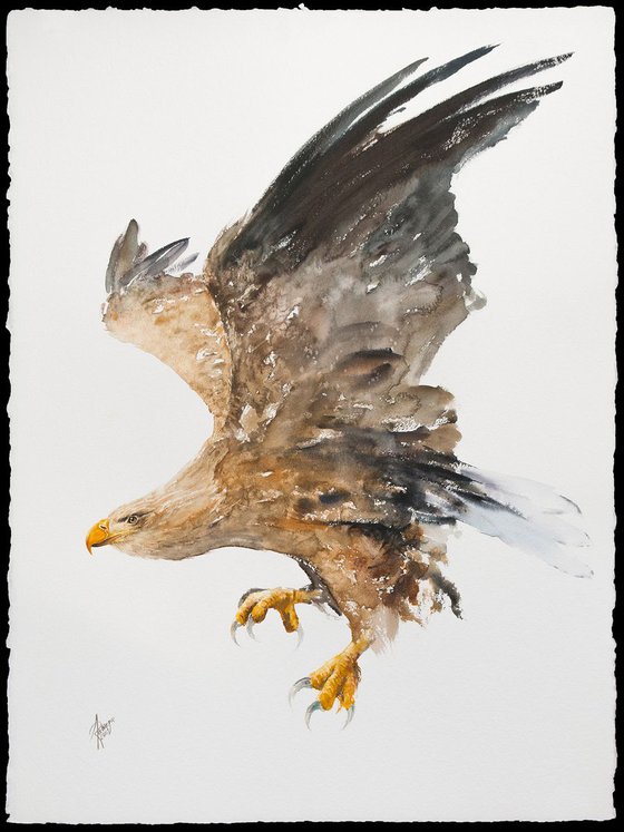 White-tailed Eagle