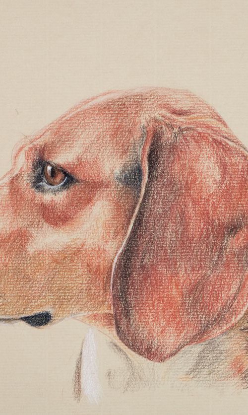 Red Pointer/Hound Dog on Sand-Coloured Paper by Wendy Booth