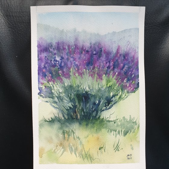 French lavender plant