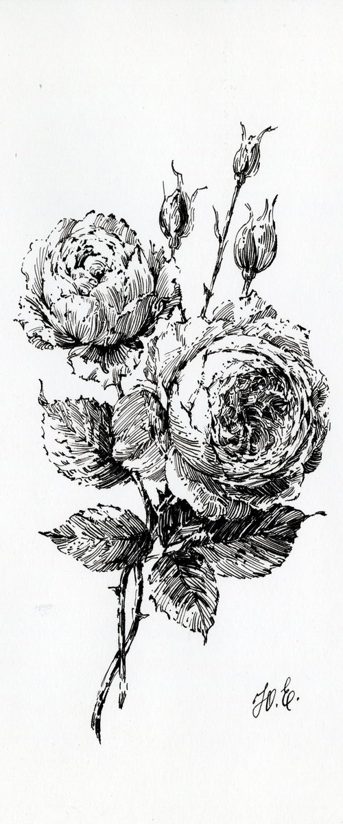 Ink David Austin Roses by Yulia Evsyukova