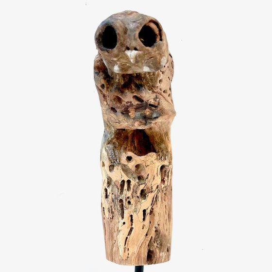 Little owl, Ostréïdes series