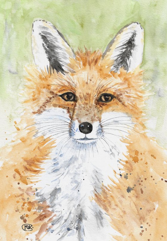 Red Fox