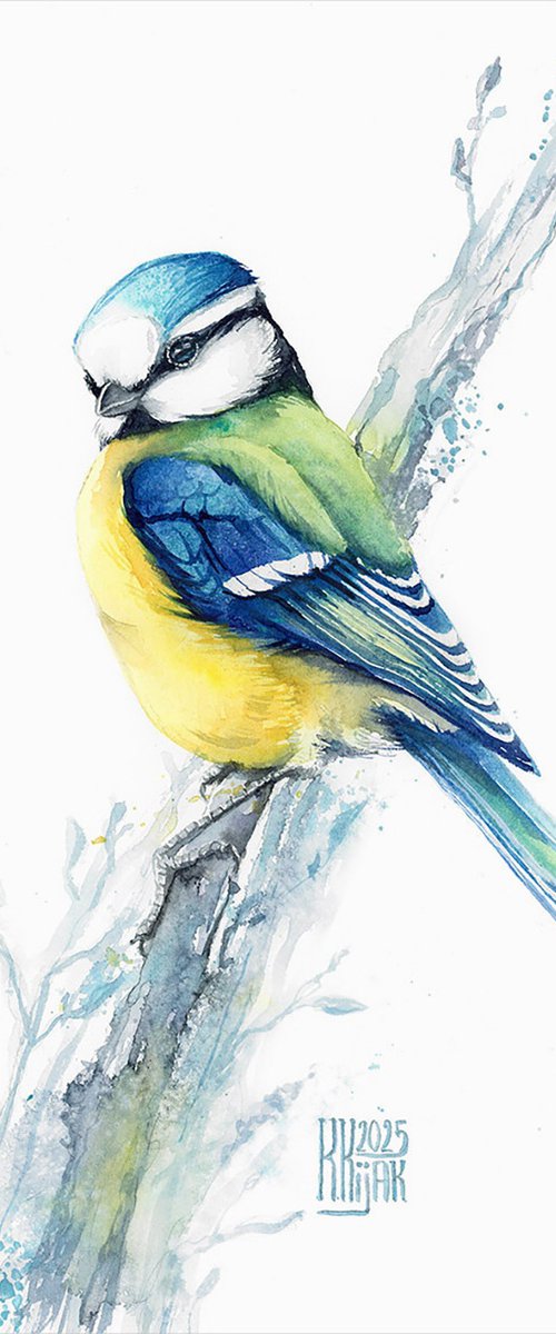 Ble Tit by Karolina Kijak