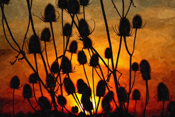 Thistle Sunset