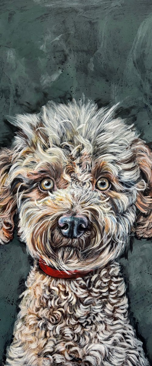 Chester the Cockerpoo by Victoria Coleman