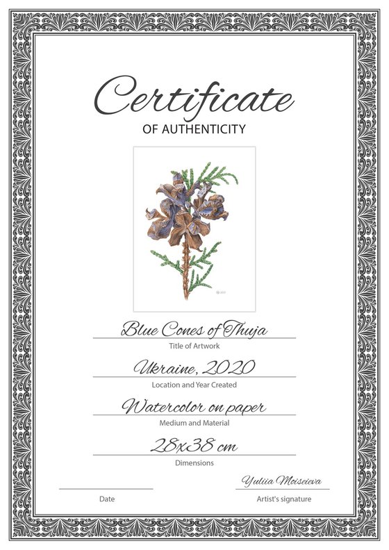 Blue Cones of Thuja