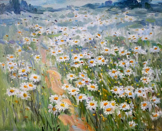 Camomile field