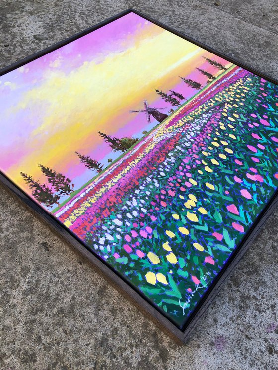 Sunset over tulips field