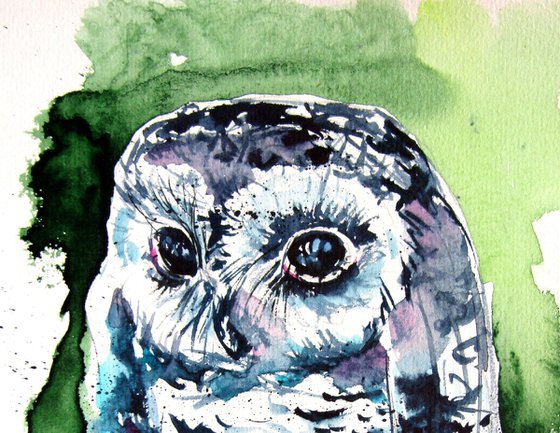 Cute baby owl