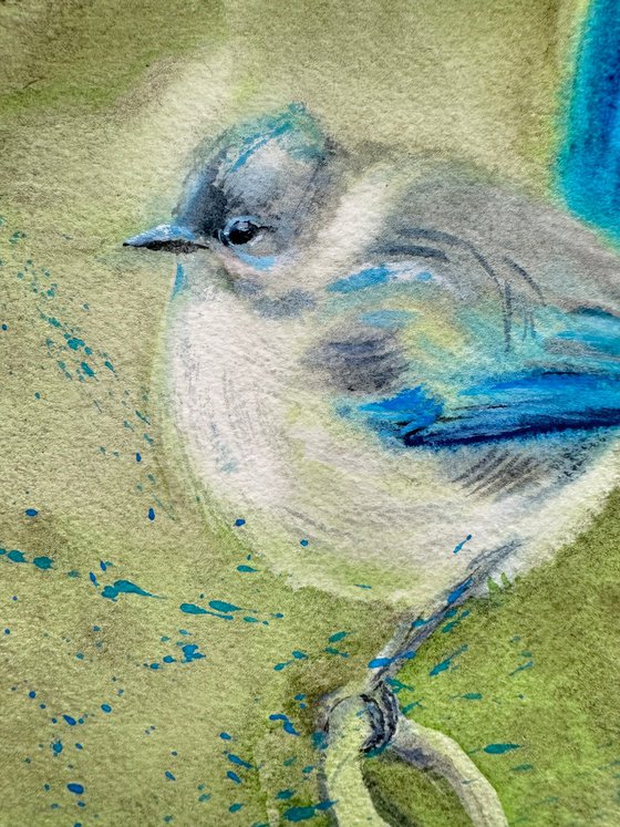 Birds: Canary and Fairywren