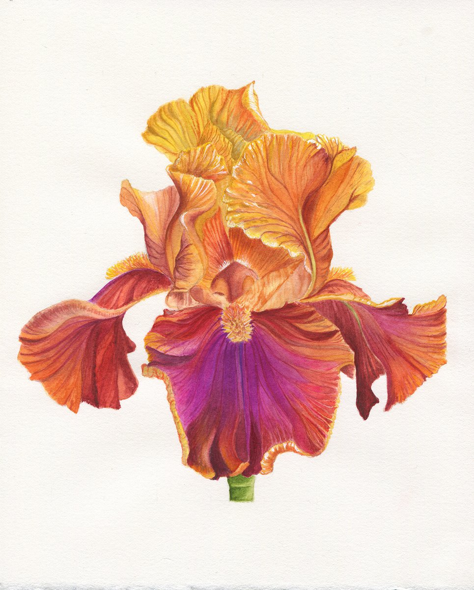 Bearded Iris by Maiia Axton Studio