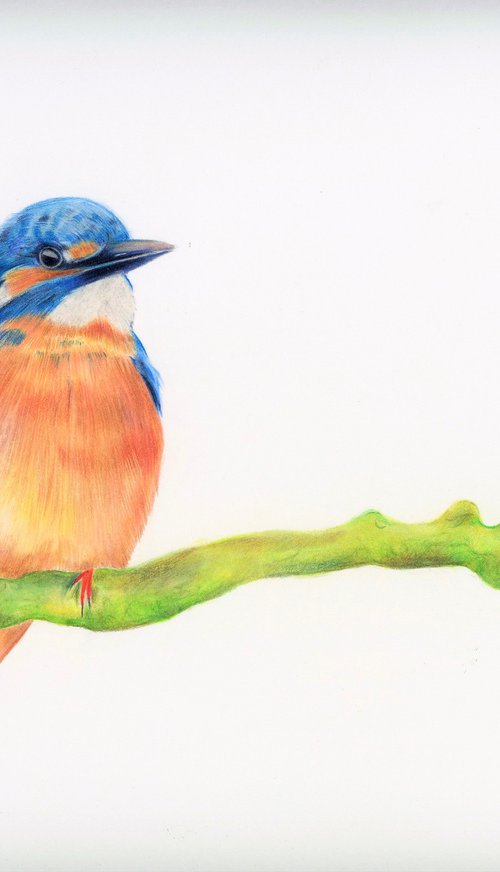 King of the river. Kingfisher by Bethany Taylor