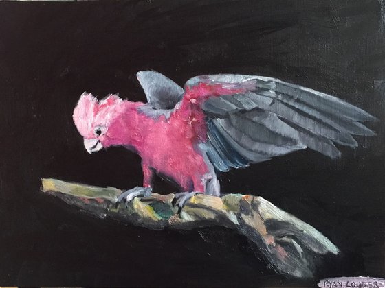 Galah