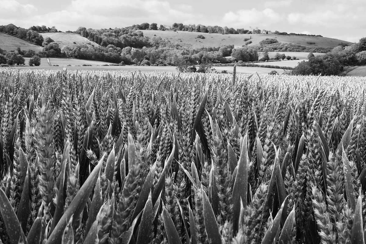 Photorealistic Landscape Photograph By Alex Cassels, 24 X 17, Wheatfield In The South Downs, Original Artwork