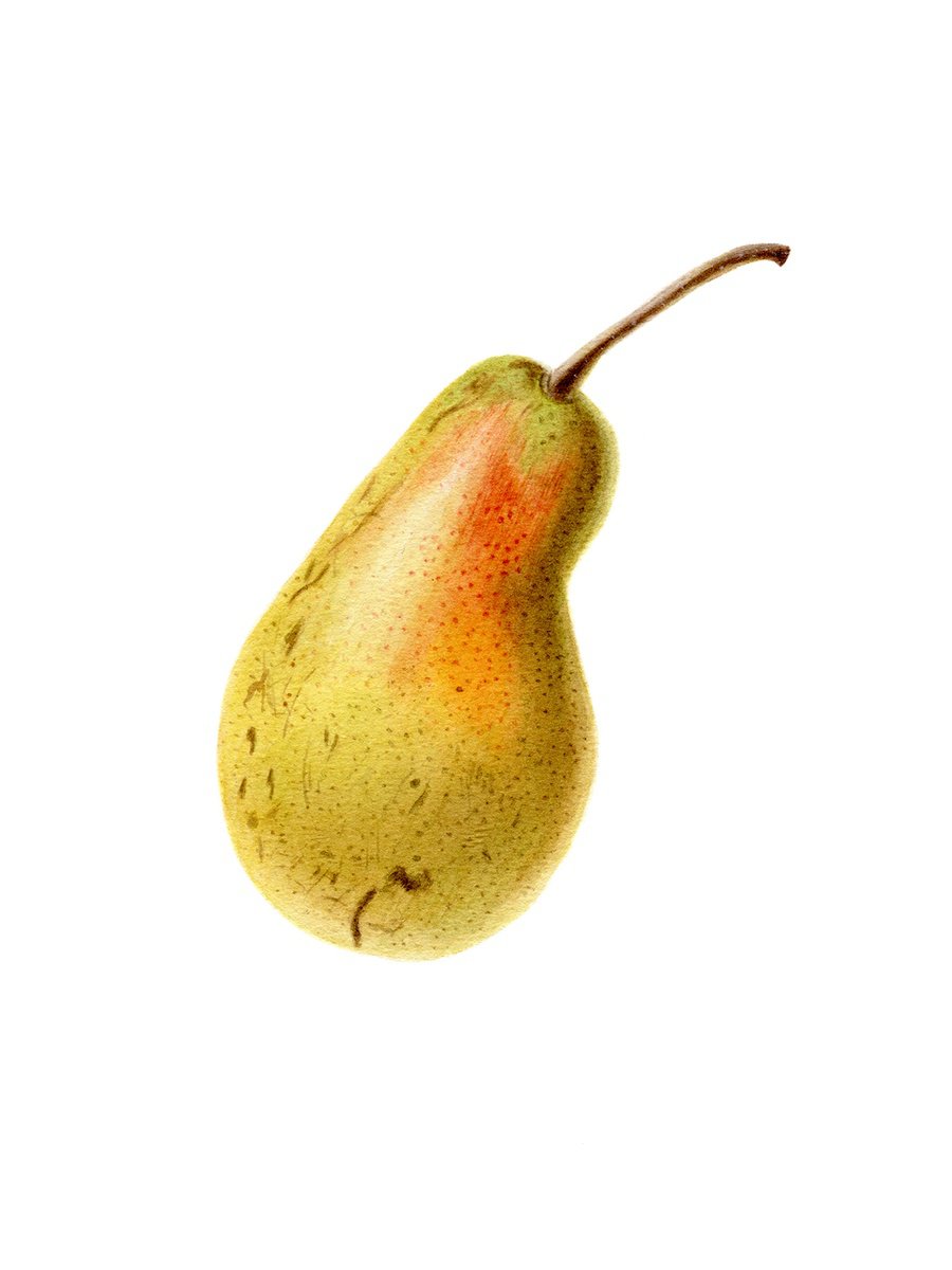 Photorealistic Botanical Watercolour By Maryna Vozniuk, 7 X 9", Pear, Original Artwork