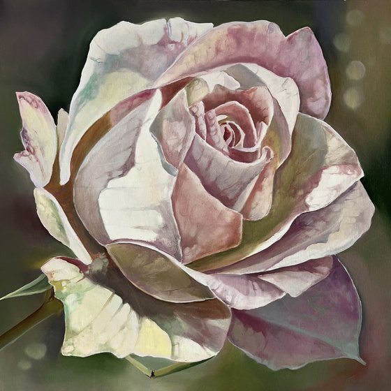 Gentle rose