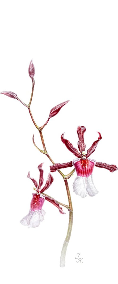 Miss Cambria by Tetiana Kovalova