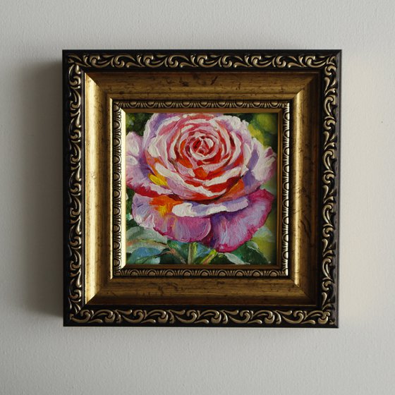 Pink Rose Miniature