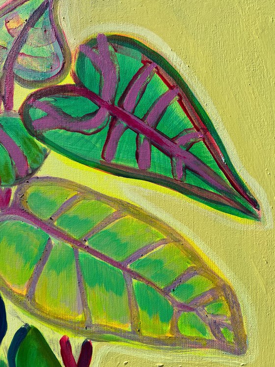 Alocasia Study IV