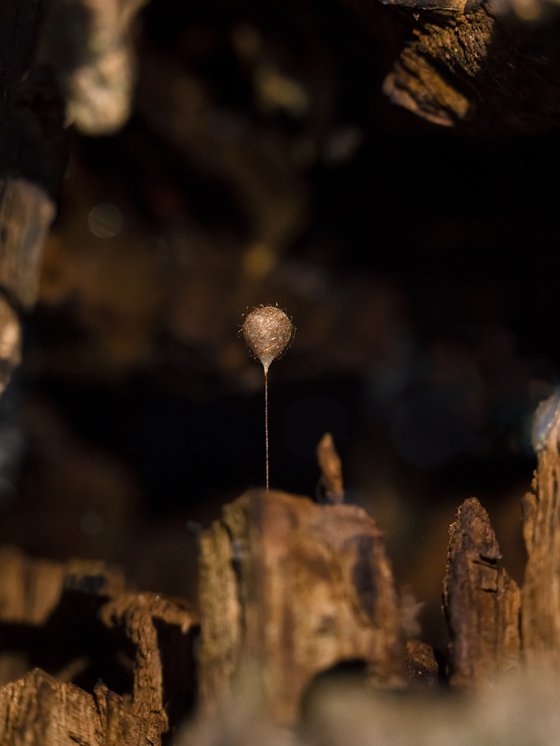 Golden Balloon