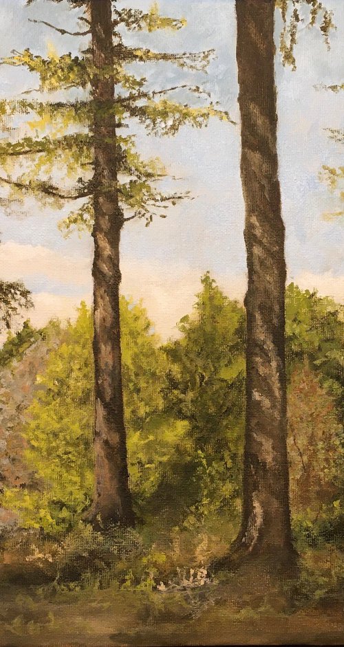 Bedgebury Trees by Shayne McGirr