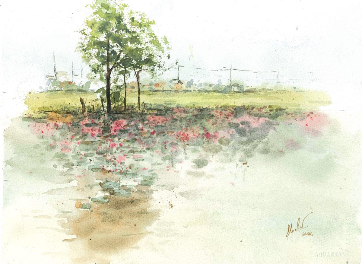 Lotus field by Hua Le