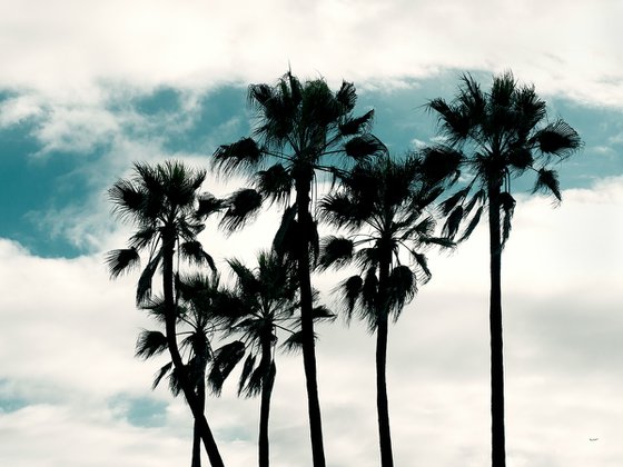 LA, Palms
