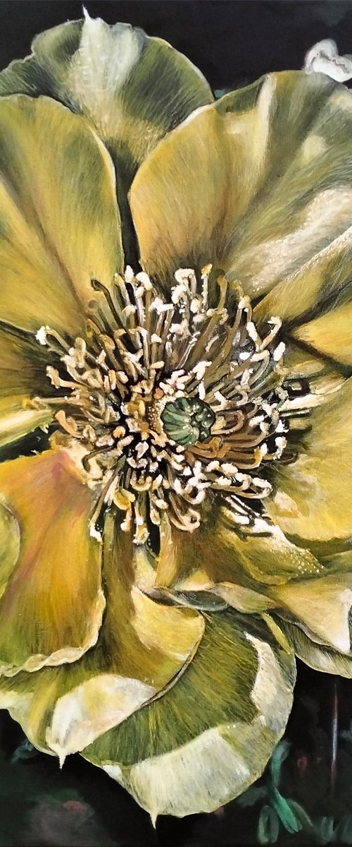 Prickly pear by Irina Dmitrieva